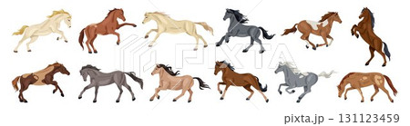 Set of purebred horse gait or animal gallop. Vector European and American mare breed. Mustang running or morgan motion, stallion dynamic or broodmare movement. Equestrian sign or equine collection. 131123459