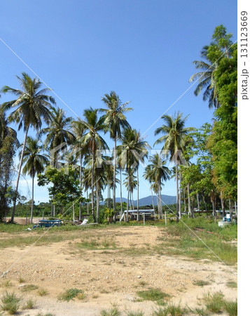 A Scenic Tropical Landscape with Tall Palm Trees and Distant Mountains Under a Clear Sky A Scenic Tropical Landscape with Tall Palm Trees and Distant Mountains Under a Clear Sky 131123669