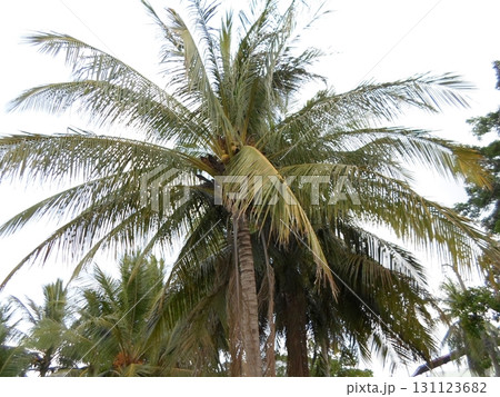 A Cluster of Tall Palm Trees with Sprawling Fronds Under a Bright Sky in a Tropical Area A Cluster of Tall Palm Trees with Sprawling Fronds Under a Bright Sky in a Tropical Area 131123682