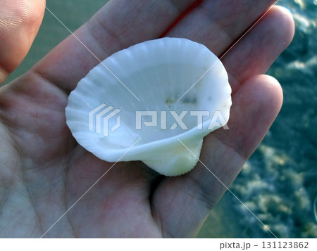 A Hand Holding a White Scalloped Seashell with a Blurred Beach Background A Hand Holding a White Scalloped Seashell with a Blurred Beach Background 131123862
