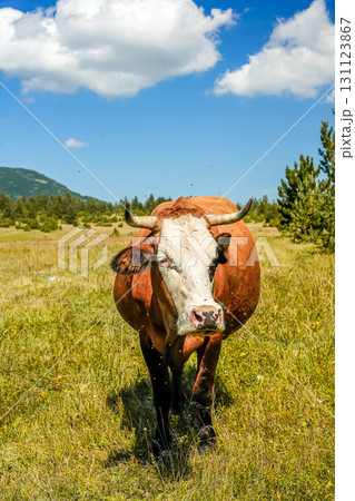 Horned Brown and White Cow Standing on Meadow Looking at Camera 131123867