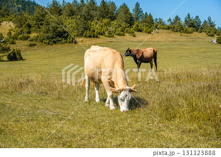 Two Cows Grazing in Distant Mountain Meadow Montenegro Two Cows Grazing in Distant Mountain Meadow Montenegro 131123888