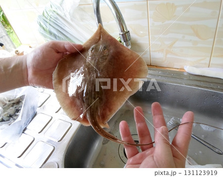 Two Hands Holding a Fresh Stingray Over a Kitchen Sink with Tiled Background Two Hands Holding a Fresh Stingray Over a Kitchen Sink with Tiled Background 131123919