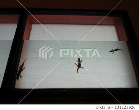 Three Lizards Crawling on a Glass Surface with a Bright Background and Minimal Shadows Three Lizards Crawling on a Glass Surface with a Bright Background and Minimal Shadows 131123926