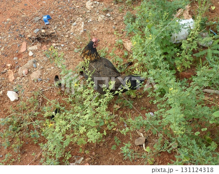 A Brown Hen Foraging Among Dense Vegetation on a Dirt Path 131124318