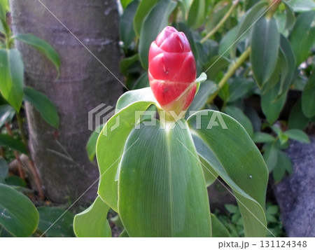 Close Up of a Red Ginger Bud on a Plant with Broad Green Leaves in a Garden 131124348