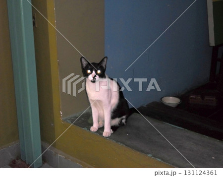 Black and White Cat Sitting on a Windowsill in a Dimly Lit Indoor Space 131124361