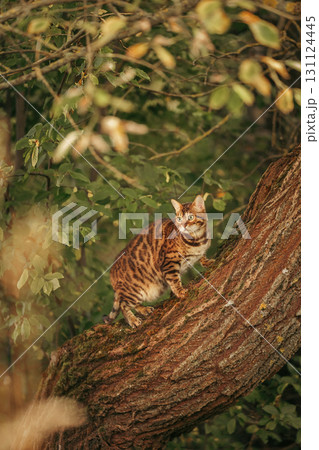 A beautiful Bengal cat among foliage and trees. Domestic cat hunting in the forest 131124445