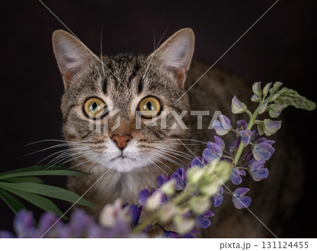 Portrait of a tabby cat in lupines. Huge yellow eyes 131124455