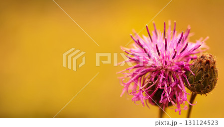 Floral background. Purple thorny thistle flower. Closeup. Nature. Floral background. Purple thorny thistle flower. Closeup. Nature. 131124523