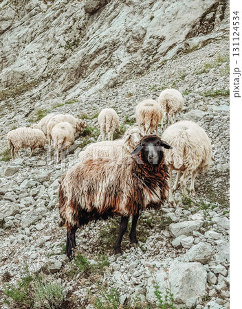 Flock of Sheep Grazing in Rocky Mountain Landscape 131124534
