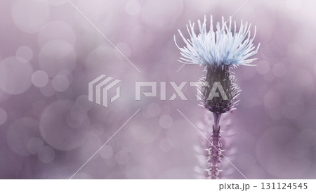 Floral  background. Purple thorny thistle flower. Closeup.  Nature. 131124545