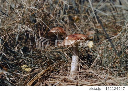 Edible Poplar Bolete mushroom (Leccinum duriusculum ) grows among the grass, illuminated by the autumn afternoon sun. Edible Poplar Bolete mushroom (Leccinum duriusculum ) grows among the grass, illuminated by the autumn afternoon sun. 131124947