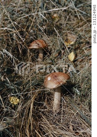 Edible Poplar Bolete mushroom (Leccinum duriusculum ) grows among the grass, illuminated by the autumn afternoon sun. Edible Poplar Bolete mushroom (Leccinum duriusculum ) grows among the grass, illuminated by the autumn afternoon sun. 131124948