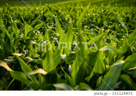 Closeup view of green corn leaves in agricultural farmland at golden hour 131124972