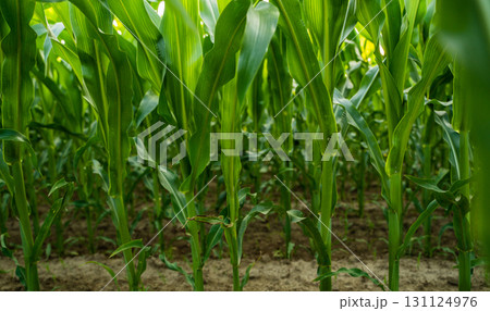 Closeup view inside cornfield with green maize stalks growing on fertile farmland 131124976