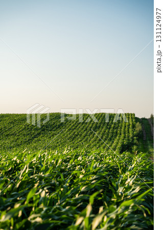 Wide farmland with tall corn plants in even rows under clear summer sky 131124977