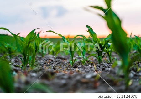 Corn seedlings sprouting from soil in farmland with sunset in background 131124979