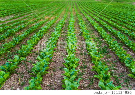 Rows of sugar beet seedlings growing in farmland field under cloudy summer sky 131124980