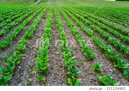 Agricultural farmland with rows of sugar beet seedlings growing in fertile soil Agricultural farmland with rows of sugar beet seedlings growing in fertile soil 131124981