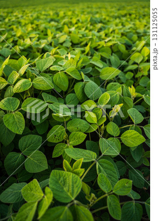 Close-up of green soybean plants growing in agricultural farmland landscape 131125055