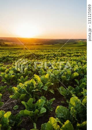 Sugar beet field at sunrise with young green plants under golden light 131125069