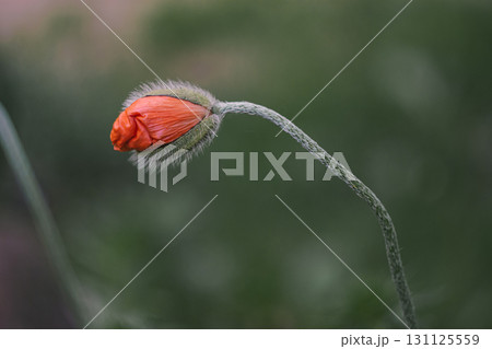 A single, half-open red poppy bud A single, half-open red poppy bud 131125559
