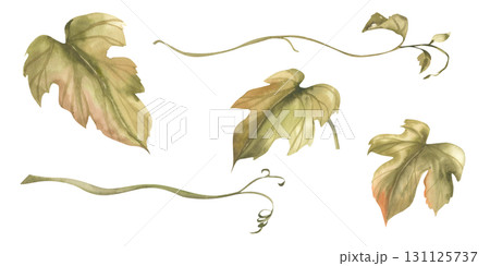 Grape vine watercolor floral collection with green liana branches and leaves isolated illustrations. Hand drawn floral clipart, garden botanical painting for product packing, wedding card, invitation 131125737