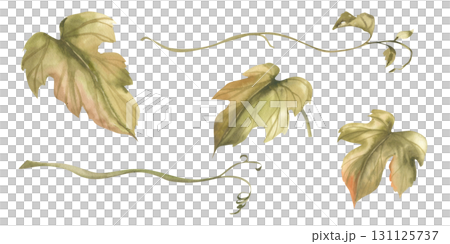 Grape vine watercolor floral collection with green liana branches and leaves isolated illustrations. Hand drawn floral clipart, garden botanical painting for product packing, wedding card, invitation 131125737