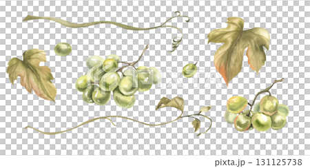 Green grape berries and bunch,fresh leaves and liana branches watercolor illustration collection. Hand drawn floral isolated elements, summer fruits for traditional Italian beverage, wine ingredient 131125738