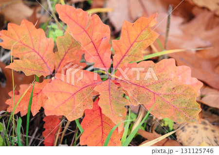 Autumn leaves, time of yellow leaves 131125746