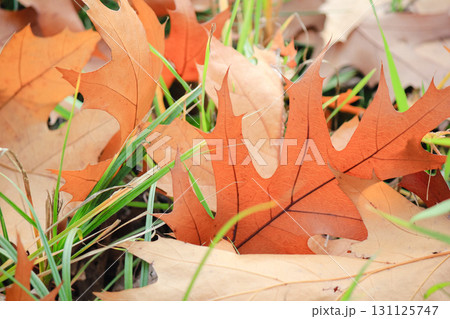 Autumn leaves, time of yellow leaves Autumn leaves, time of yellow leaves 131125747