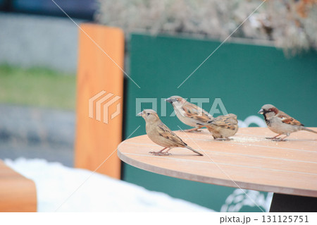 Sparrows on a table in a cafe in winter 131125751