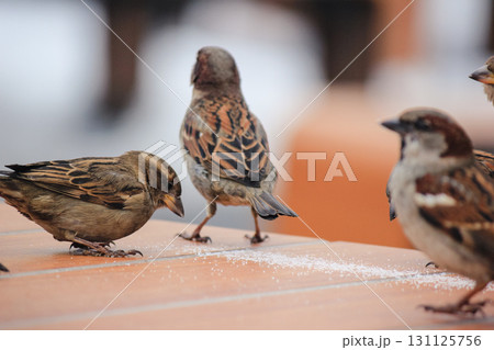 Sparrows on a table in a cafe in winter 131125756