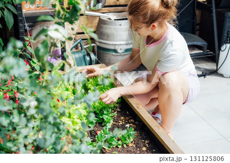 Smiling Woman picking thriving vegetable patch filled with fresh lettuce and herbs in kitchen garden bed in her yard. Home planting and food growing. Sustainable lifestyle. Gardening hobby 131125806