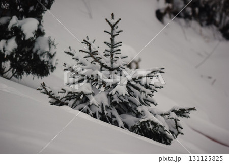 a small Christmas tree in the park covered in snow 131125825