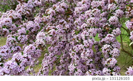 flowering branches of Buddleia alternifolius in the park garden flowering branches of Buddleia alternifolius in the park garden 131126103