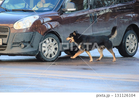 a black dog standing near a car a black dog standing near a car 131126104