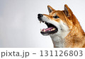 吠えている柴犬の横顔 131126803
