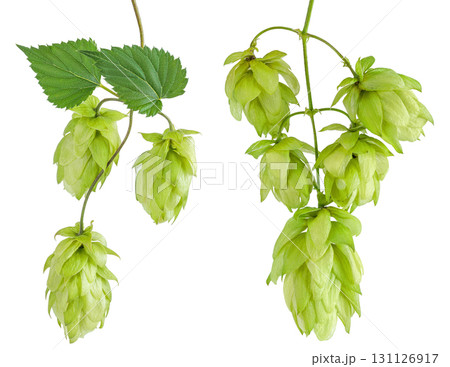Hop cones branch isolated on white background. Beer brewing ingredients Hop cones branch isolated on white background. Beer brewing ingredients 131126917