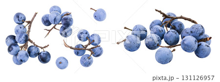 Fresh blackthorn berries with twig, prunus spinosa isolated on white background. Top view. Flat lay 131126957