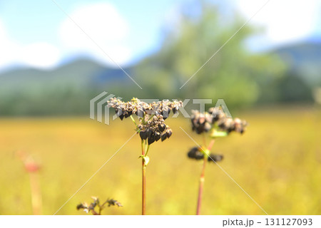 ソバの実クローズアップと蕎麦畑 ソバの実クローズアップと蕎麦畑 131127093