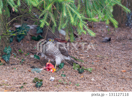 Eurasian sparrowhawk (Accipiter nisus) perched under a conifer, holding prey in its talons. Only red flesh remains, showcasing the bird's hunting prowess in a natural setting Eurasian sparrowhawk (Accipiter nisus) perched under a conifer, holding prey in its talons. Only red flesh remains, showcasing the bird's hunting prowess in a natural setting 131127118