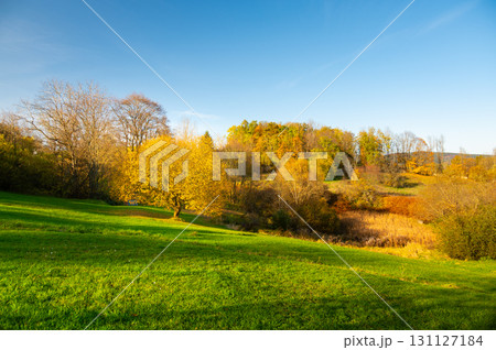 A tree with golden leaves standing out in an autumn landscape. The warm hues of fall create a stunning contrast with the surrounding nature, capturing the essence of the season 131127184