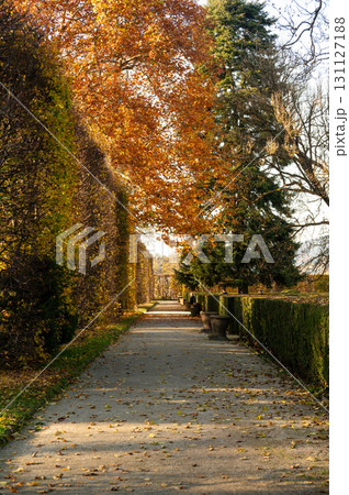 An old garden lined with tall shrubs and cedars, captured during an autumn walk. The vibrant fall colors and peaceful surroundings create a serene atmosphere in the garden. 131127188