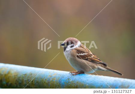 A close-up of a Eurasian tree sparrow (Passer montanus) perched on a metal pipe, showcasing its distinctive markings and adaptability to urban environments 131127327