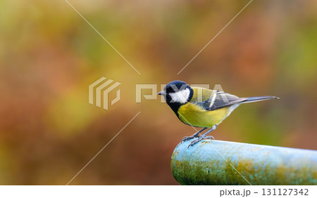 A stunning image of a great tit (Parus major) perched on a metal pipe, preparing to take flight, with a vibrant autumn backdrop in shades of red and brown A stunning image of a great tit (Parus major) perched on a metal pipe, preparing to take flight, with a vibrant autumn backdrop in shades of red and brown 131127342