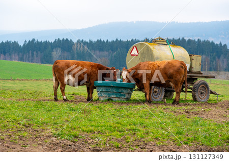 A peaceful rural scene of two cows drinking water from a container near a cistern on a green meadow, capturing the simplicity and charm of countryside life 131127349