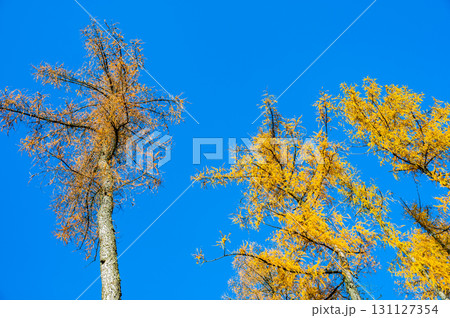 A stunning view of larch tree crowns with orange needles falling, captured from below, against the backdrop of a clear blue sky, embodying the beauty of autumn 131127354