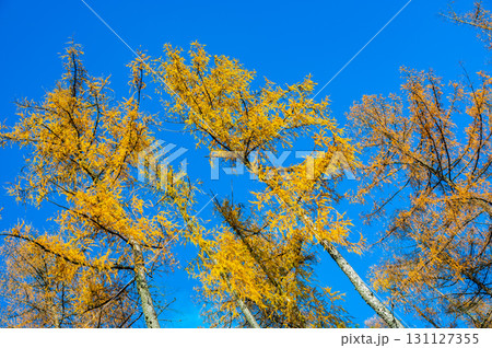 A stunning view of larch tree crowns with orange needles falling, captured from below, against the backdrop of a clear blue sky, embodying the beauty of autumn 131127355